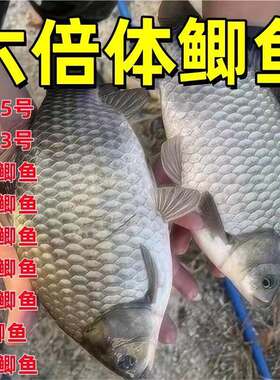 中科5号6号鲫鱼六倍体鲫鱼苗淡水养殖高背银鲫黄金土鲫大阪彭泽