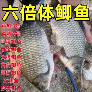 中科5号6号鲫鱼六倍体鲫鱼苗淡水养殖高背银鲫黄金土鲫大阪彭泽