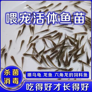 饲料活体饲饵活鱼苗喂鳄龟六角恐龙鱼鱼饲料罗汉开口杂鱼饲料包活