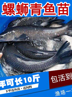 螺丝青鱼苗大快养殖黑皖鱼