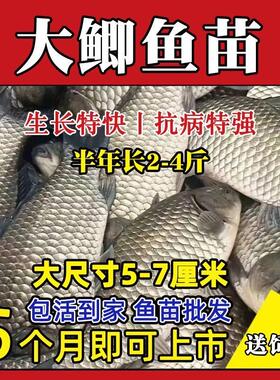 正宗中科五号鲫鱼苗工程鲫鱼淡水养殖草鱼苗鲤鱼花鲢包活