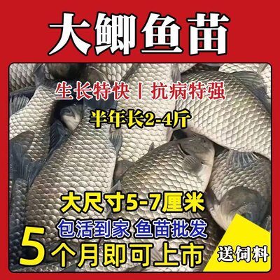 正宗中科五号鲫鱼苗工程鲫鱼淡水养殖草鱼苗鲤鱼花鲢包活
