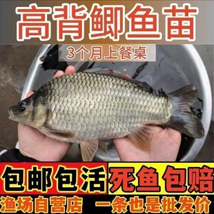 正宗中科五号鲫鱼苗工程鲫鱼淡水养殖草鱼苗鲤鱼花鲢包活
