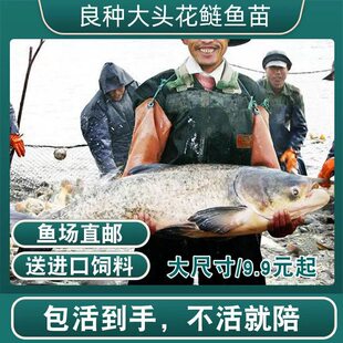 特大号半斤花鲢鱼苗淡水养殖大头鱼胖头鱼鲢鳙鲢鱼白鲢鱼草鱼苗