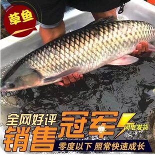 特大号草鱼苗淡水养殖食用皖鱼鲜活便宜半斤脆肉花鲢青鱼鲫鱼