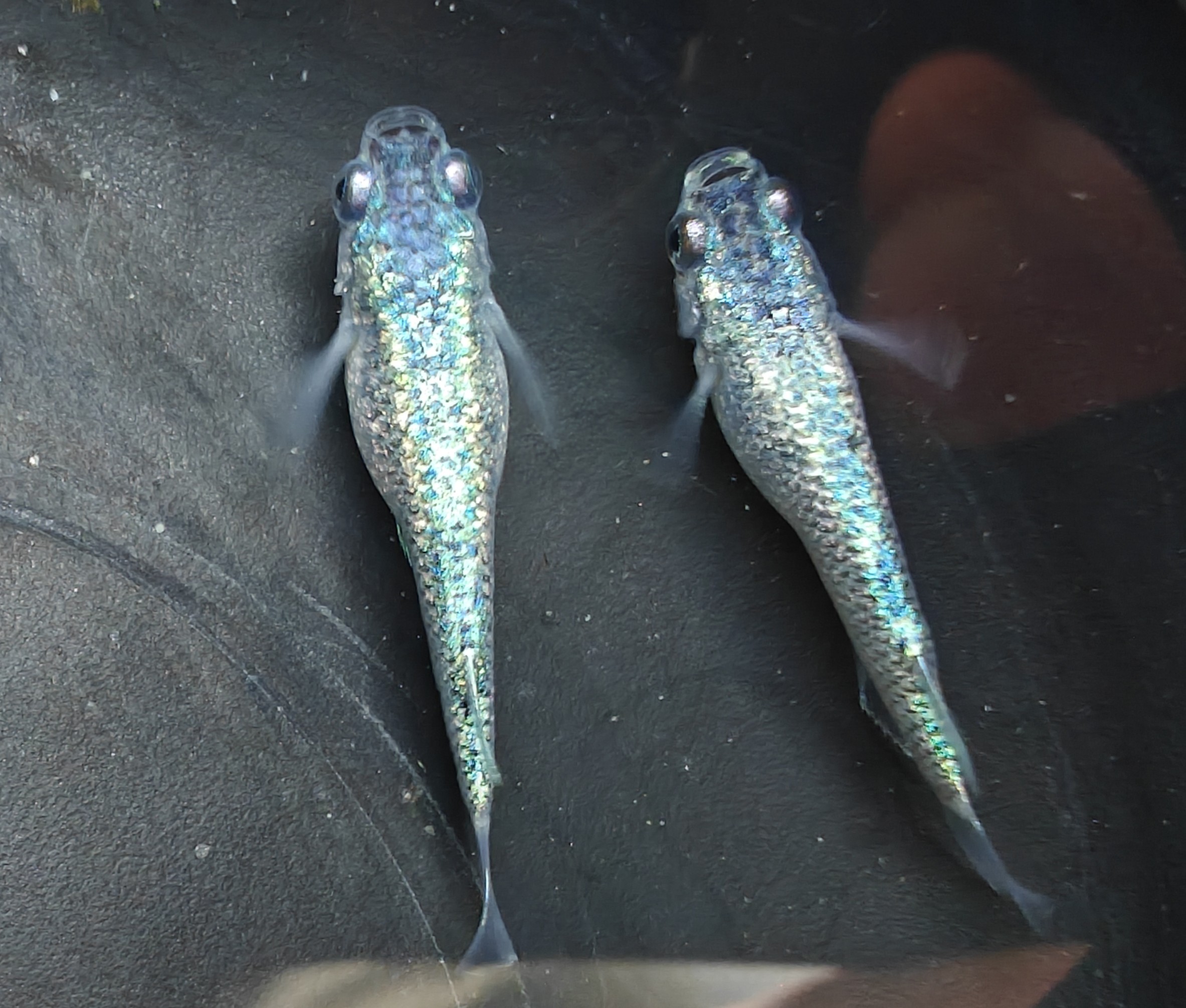 观背青鳉鱼海王星青鳉魔法鱼淡水冷水群游鱼繁殖组好养耐活不打氧