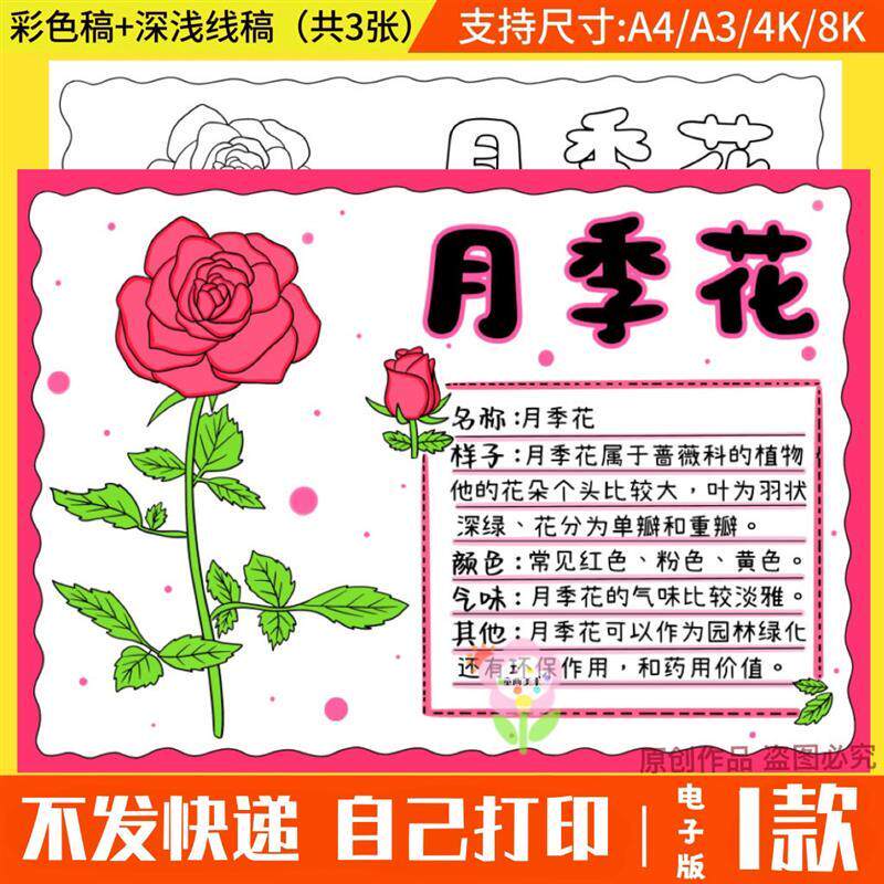 jc月季花手抄报电子版植物记录卡儿童画植物花卉观察小报模版线稿