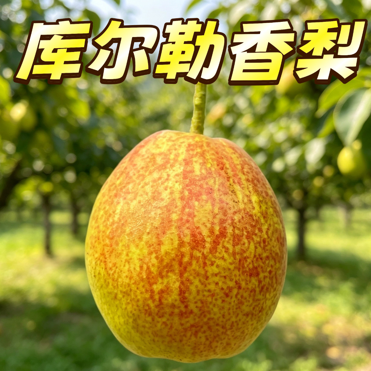 库尔勒香梨新疆当季新鲜水果全母梨子酥脆甜汁水足梨香浓郁