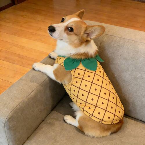 宠物狗狗衣服春秋款超萌菠萝装亲肤背心中型犬柯基柴犬法斗