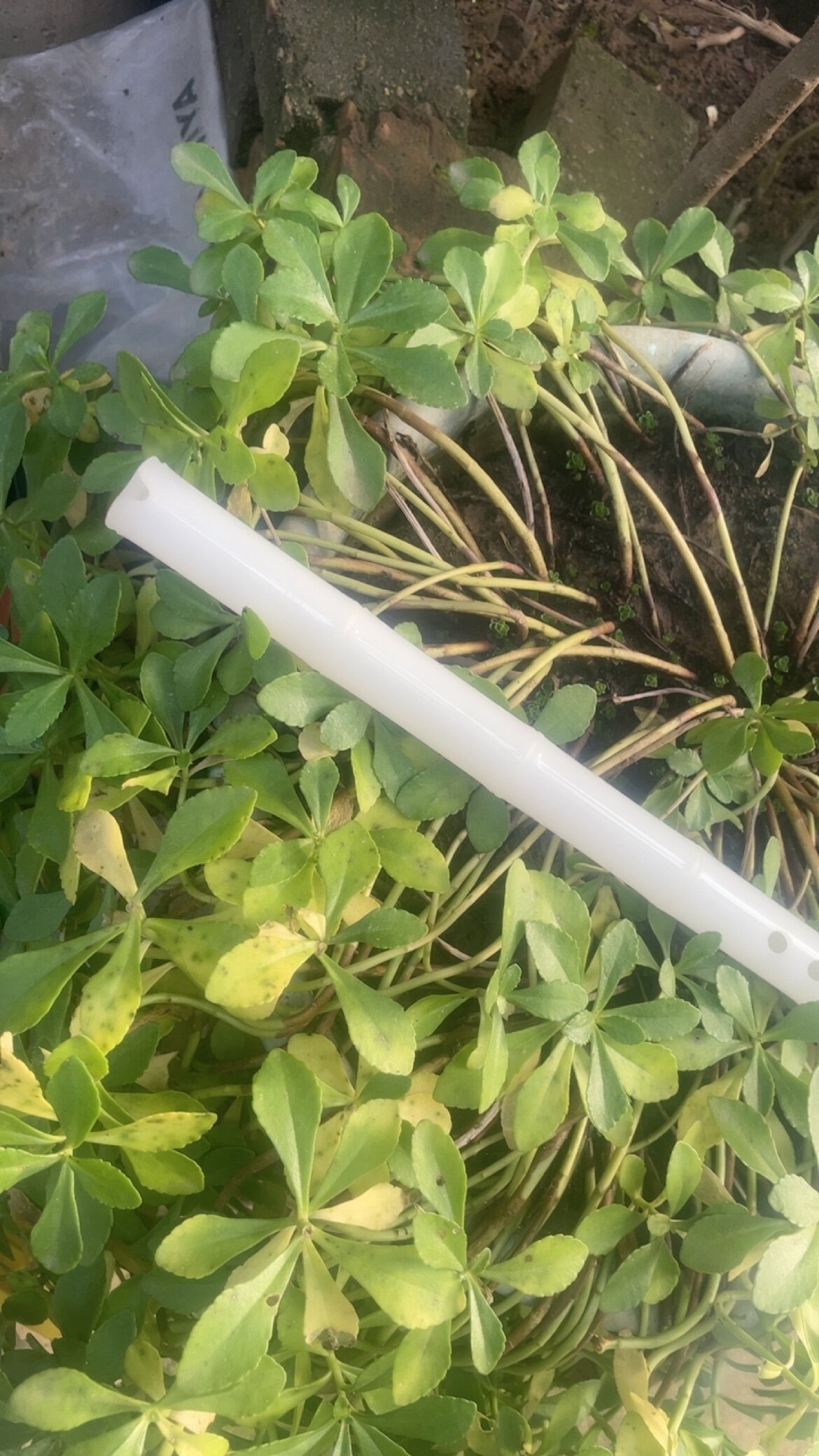 天然阿富汗白玉箫顺丰快递运费到付