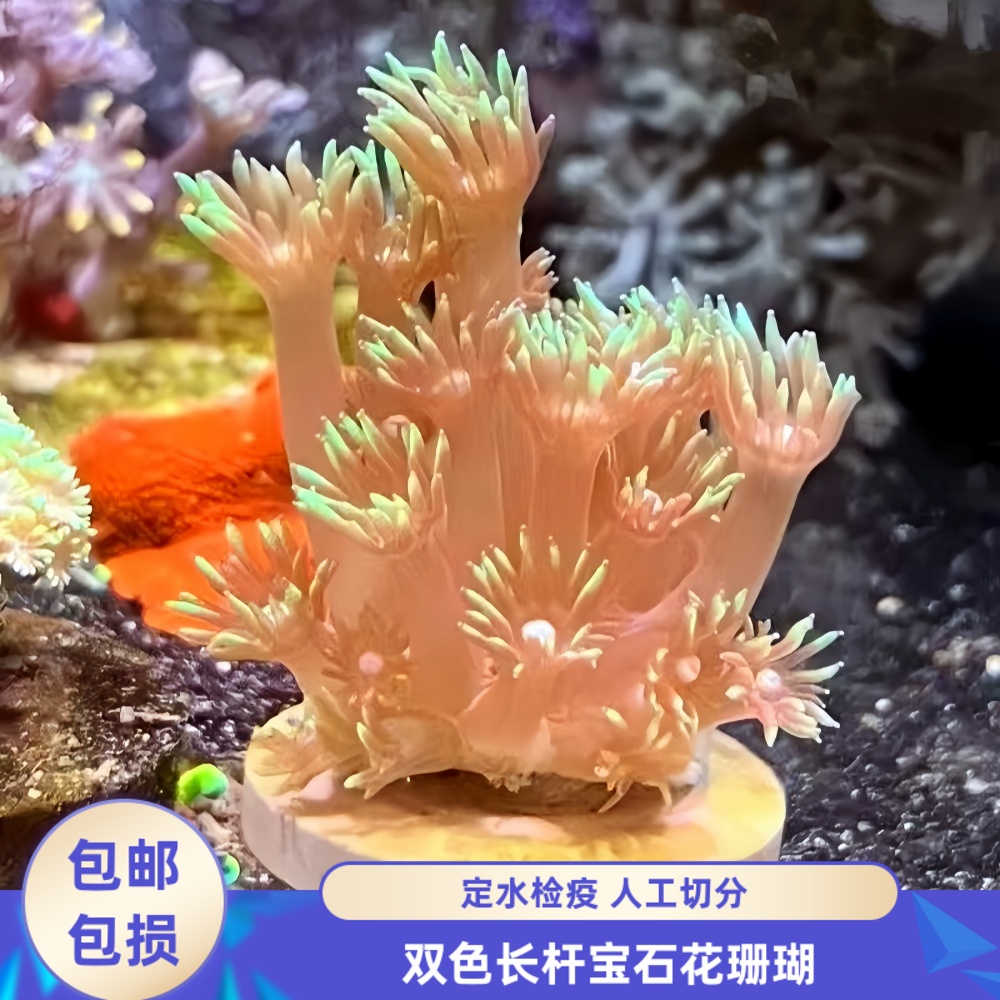 渔之家双色圆帽珊瑚须长飘逸定水