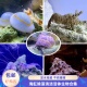 海缸除藻紫底星螺金环宝螺假绵羊虾薄荷虾不伤珊瑚海缸 渔之家