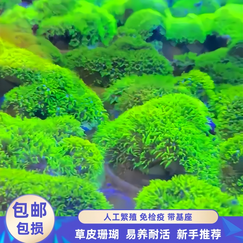 渔之家草皮珊瑚荧光绿长须带基座