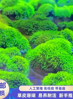 草皮珊瑚荧光绿长须北海日本海缸软体lps入门海水鱼缸带人工基座