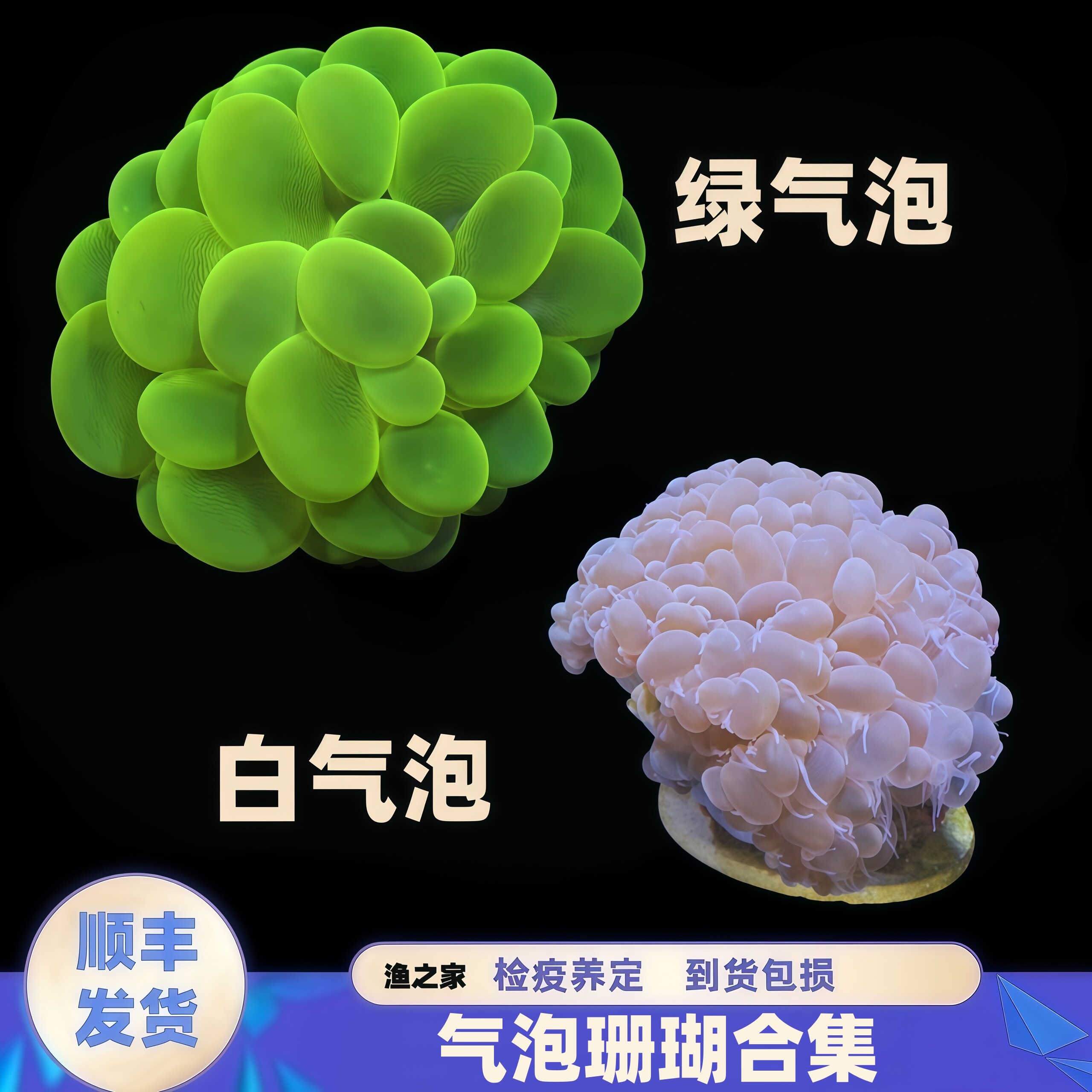 气泡珊瑚海水鱼缸生物活体珊瑚
