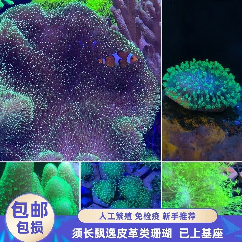 渔之家水族皮革珊瑚海缸软体长须