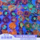 富士脑珊瑚油彩红绿生物活体海缸LPS软体活珊瑚易养 渔之家