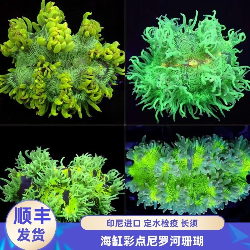 【渔之家】尼罗河珊瑚黄金红心荧光绿长须彩点活体软体海水鱼缸