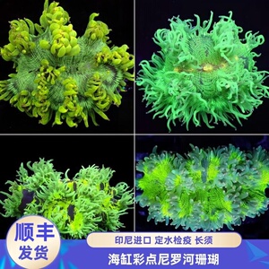 渔之家软体珊瑚人工繁殖活体珊瑚