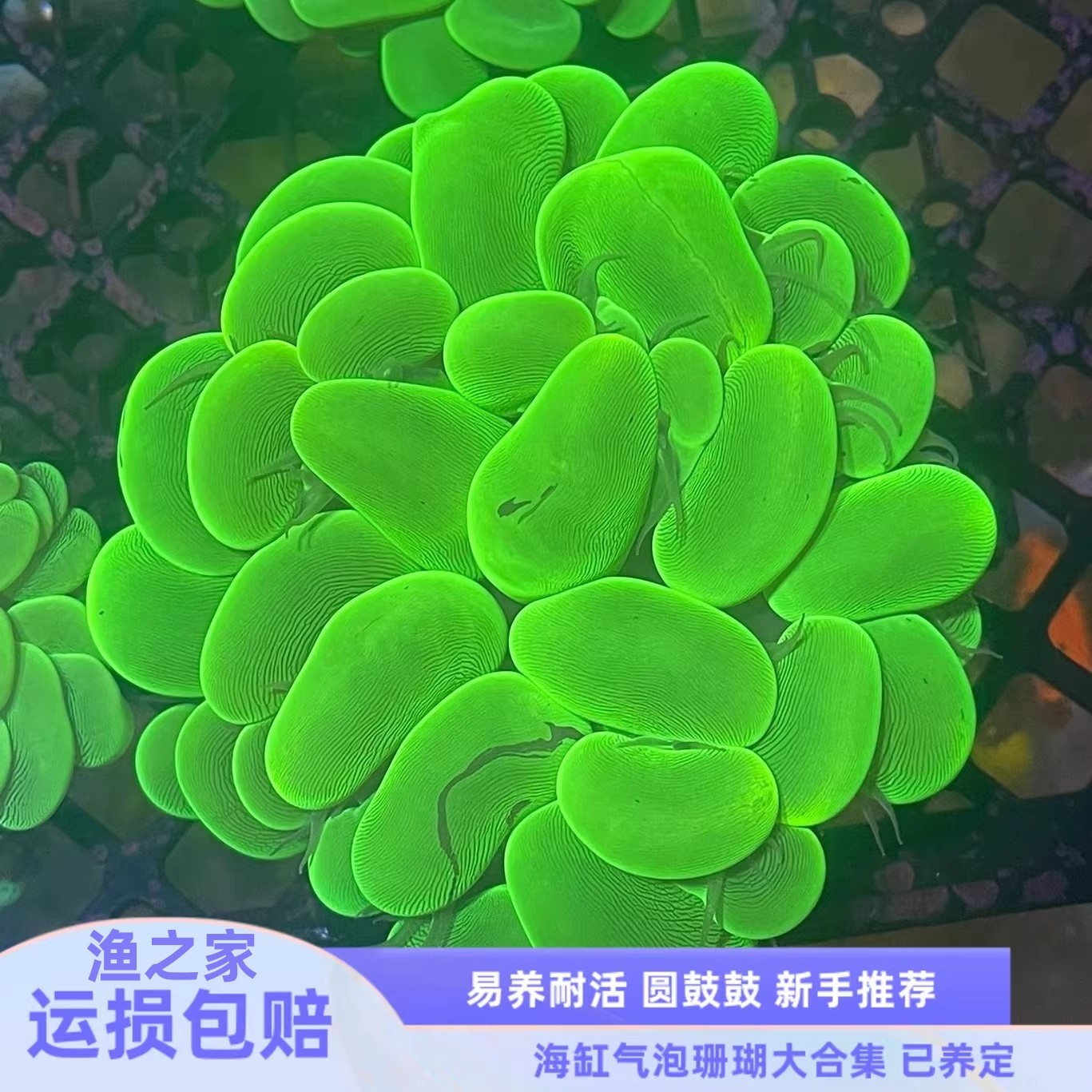 气泡珊瑚海水鱼缸生物活体珊瑚