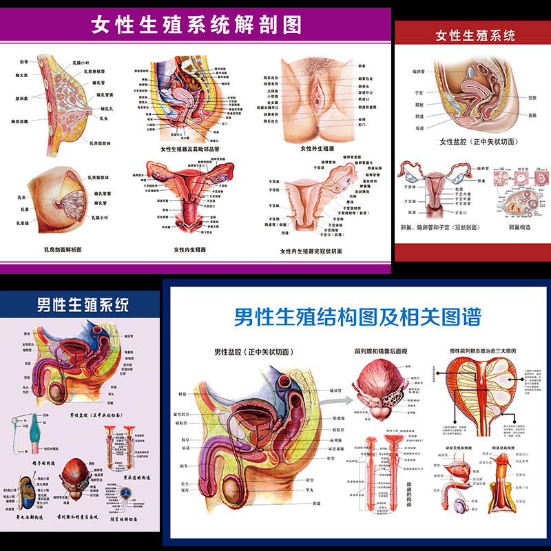 人体医学生殖器官结构图解剖示意图女性生殖解刨图男性生殖解刨zz