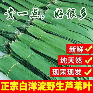 正宗白洋淀野生芦苇叶端午包粽子叶农家野生粽叶当天现摘现发包邮