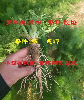 小茴香2棵根苗  茴香苗茴香根 谷香根 茴香1-2年根苗   包邮