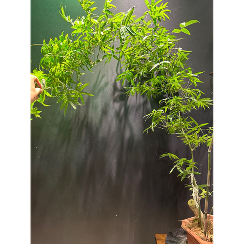 小叶簕竹老桩盆景熟桩