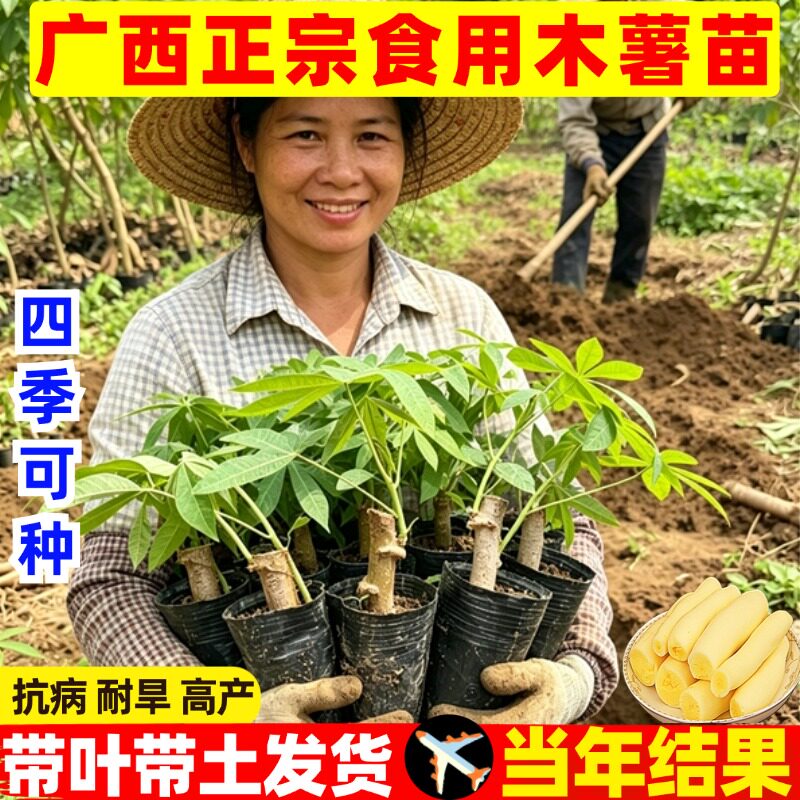 木薯苗广西抗病耐旱营营养杯苗