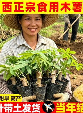 木薯苗广西抗病耐旱营营养杯苗