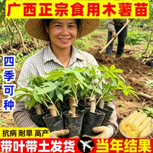 木薯苗黄心广西新鲜面包木薯苗白肉食用抗病耐旱高产木薯种苗盆栽