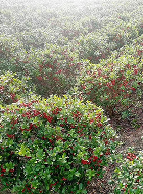 金玉满堂树苗庭院花卉围墙篱笆绿化树苗带刺植物