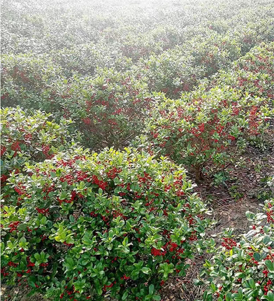 金玉满堂树苗庭院花卉围墙篱笆绿化树苗带刺植物