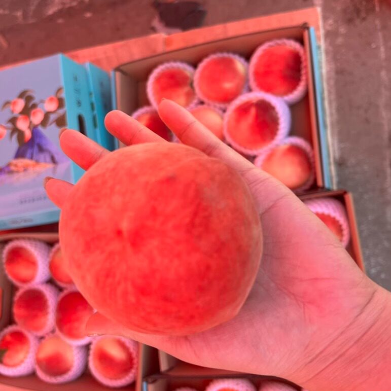 平谷大桃九号鲜桃北京孕妇水果无农药大华山镇水蜜桃