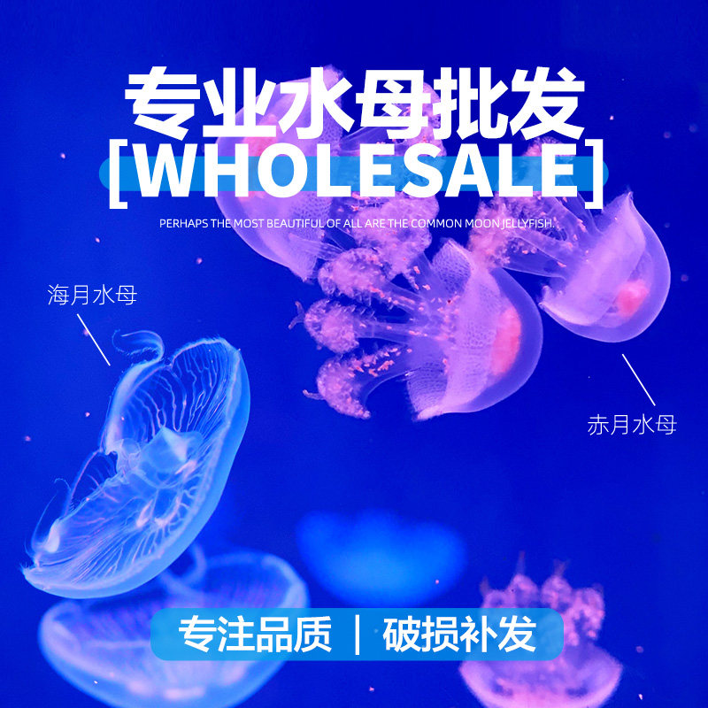 海月赤月水母活体批发摆摊活物小型小宠物水族海水养殖迷你海蜇