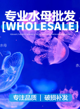 月光水母海月水母赤月活体批发