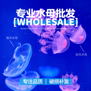 海月赤月水母活体批发摆摊活物小型小宠物水族海水养殖迷你海蜇