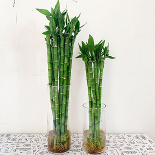 开运竹富贵竹植物水培直竹带根转运竹办公室内绿植盆栽净化空气