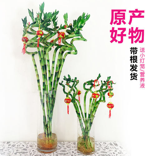 转运竹水培植物弯竹开运富贵竹子盆栽带根水竹水养绿植室内 - 封面