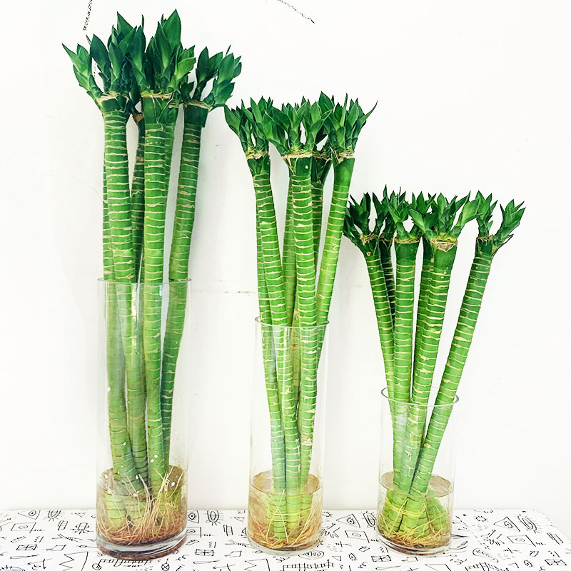 龙竹富贵竹带根水养客厅盆栽