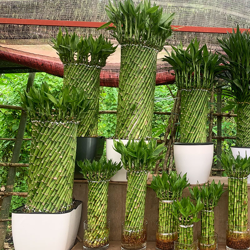 招财富贵竹基地价室内吸甲醛