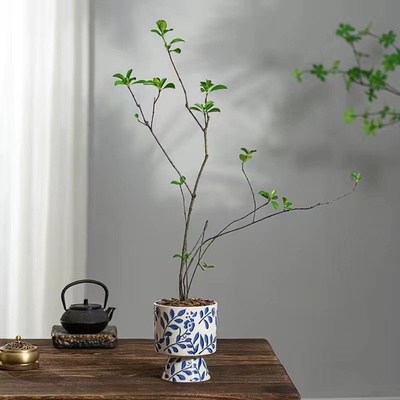 海岛春花绿植盆栽造型植物盆景室内装饰茶空间中古风庭院净化空气