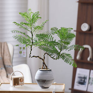 双株造型蓝花楹植物盆栽桌面办公室内客厅阳台好养绿植净化空气