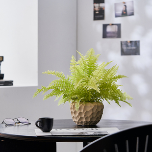 黄金波士顿蕨盆栽室内蕨类绿植四季常青植物净化空气新手懒人好养