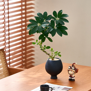 中古侘寂风丛生造型鸭脚木植物室内装饰盆栽懒人好养净化空气绿植