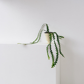 鱼骨令箭有趣多肉植物锯齿昙花长藤垂吊室内阳台盆栽花卉绿植好养