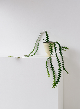 鱼骨令箭有趣多肉植物锯齿昙花长藤垂吊室内阳台盆栽花卉绿植好养