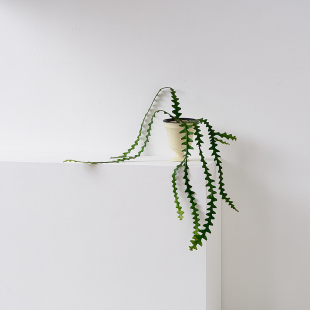 鱼骨令箭有趣多肉植物锯齿昙花长藤垂吊室内阳台盆栽花卉绿植好养