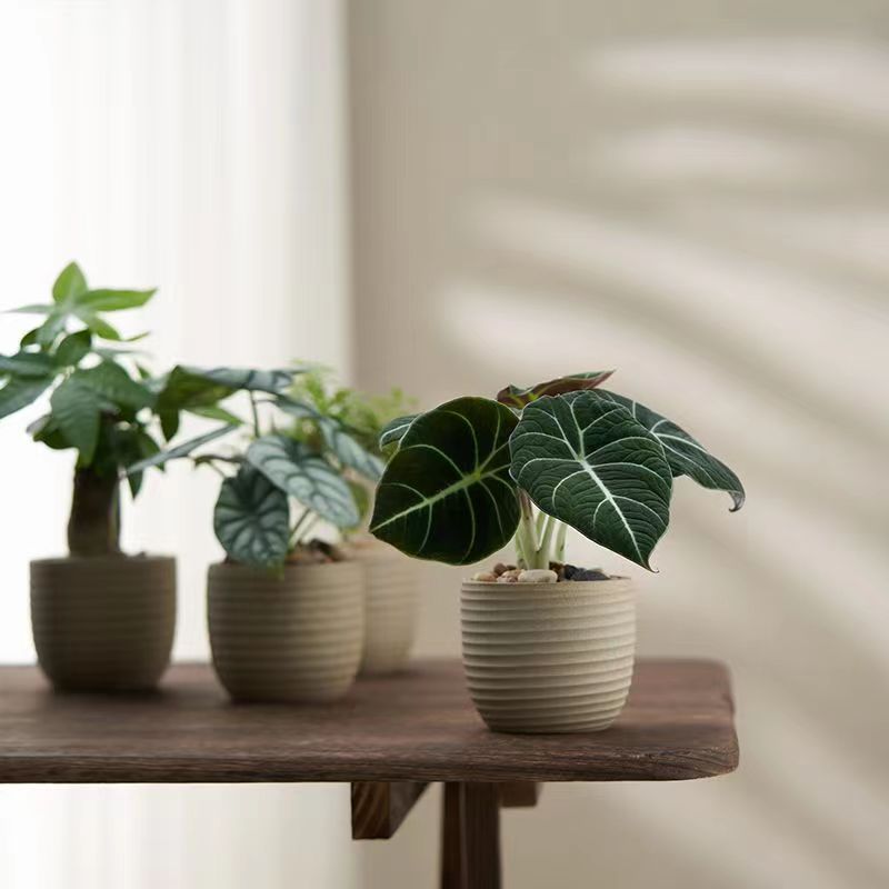 胡椒木陶盆植物盆栽懒人桌面好养