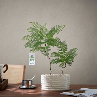 北欧ins造型蓝花楹绿植盆栽花卉办公室内桌面摆件好养净化空气